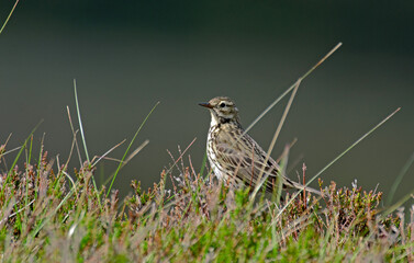 Pipit farlouse,Anthus pratensis, Meadow Pipit