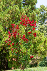 Bush of red roses with the park's greenery in the background
