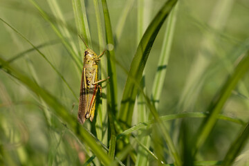 Napierśnik torfowiskowy, Stethophyma grossum, konik polny na łące na trawie. © Elżbieta Kaps