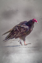 A lone turkey vulture standing on the ground with a gray background