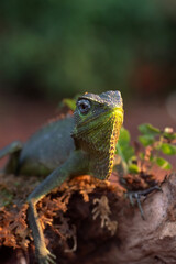 Obraz premium Bright green anole lizard with red dewlap perched on tree log ,Garden lizard, A Lizard Sunbathing on Rocks 