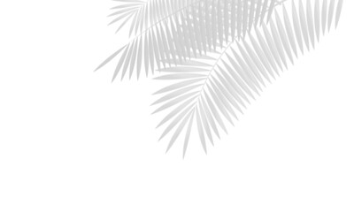 Realistic shadow overlay effect. Natural palm leaf shadows isolated on transparent background. Tropical coconut branch shade, foliage silhouette decoration. Design element for summer spring projects