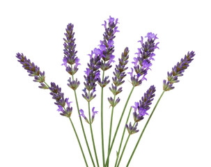 Naklejka premium Vibrant purple lavender stems displaying natural elegance. Cut out PNG