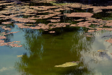 Green pond with lily pads and water plants in Morocco
