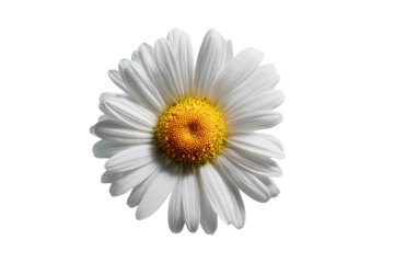 Close-up of a single white daisy, centered on a black background.  Soft focus highlights the delicate petals and bright yellow disc