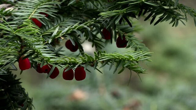 Red fruit of yew tree