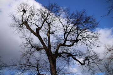 Einzelner kahler Baum vor blauen Himmel