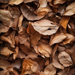 Close-up Texture of dried Leaves
