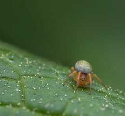 Araniella cucurbitina. Close-up of cucumber green spider on green leaf in macro photography

