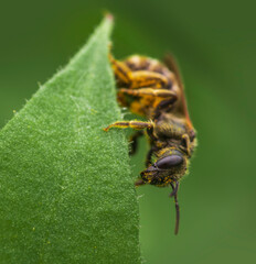 Close-up of bee on green leaf edge in macro photography
