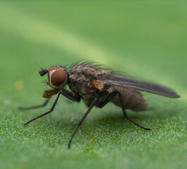 Fototapeta premium Fly on green leaf. Close-up of a fly on a green leaf, showcasing nature's details and textures. Macro shot 