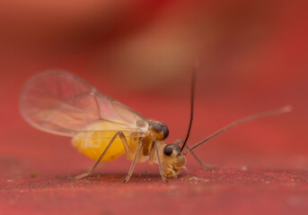 Stenopsocus . Close-up of aphids on a red surface, highlighting their delicate features and coloration. Macro shot
