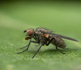 Fly on green leaf. Close-up of a fly on a green leaf, displaying detailed anatomy and texture. Macro shot
