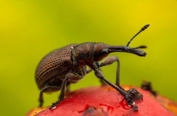 Otiorhynchus. Close-up of a weevil on a red fruit, showcasing intricate details and textures, Macro shot
