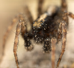 Close-up of a spider with detailed features and hairs, showcasing its intricate anatomy
