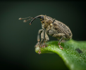Close-up of a weevil on a green leaf, highlighting its textured body and intricate features. Otiorhynchus
