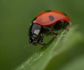 Close-up of a ladybug on a green leaf, highlighting its vibrant colors and fine details
