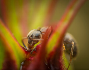 Close-up of ants among colorful plant leaves, showcasing their detailed features and interaction
