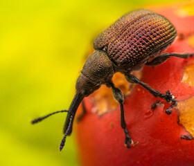 Otiorhynchus. Close-up of a weevil on a red fruit, showcasing its intricate texture and vibrant colors
