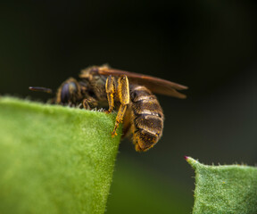 Close-up of bee on green leaf edge in macro photography
