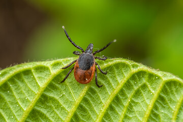 Close-up of tick on green leaf in macro photography
