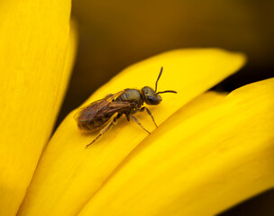 Bee on yellow flower petal in macro photography
