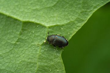 Close-up of a beetle resting on a green leaf with a soft focus background
