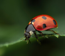 Close-up of a red ladybug with black spots on the tip of a green leaf against a blurred green background
