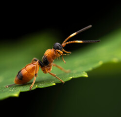 Close-up of an Aptesis on a green leaf against a dark background
