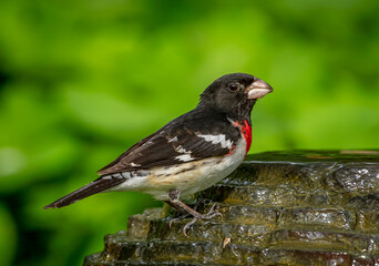 Male Rose-breasted Grosbeak