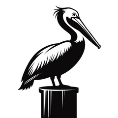 pelican on a white