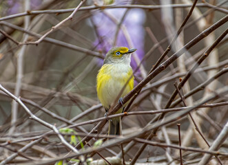 White-eyed Vireo