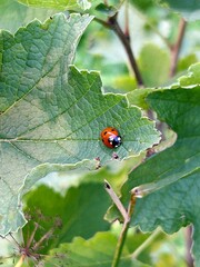 red ladybug on a leaf, summer insects, spotted ladybug
