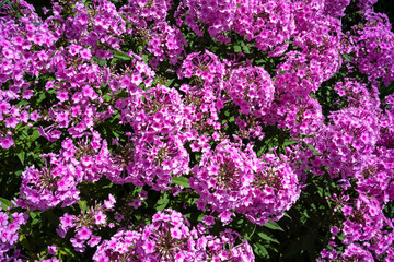 Close-up view of creeping pink phlox