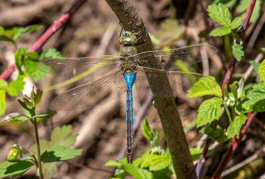 Common Green Darner
