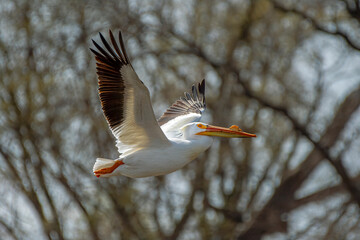 American White Pelican