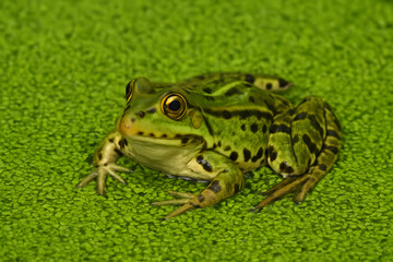 Green frog resting on floating aquatic plants in pond, detailed close up of amphibian with spotted skin pattern, wild nature macro photography, wetland wildlife, rainforest ecosystem and biodiversity 