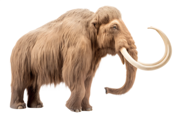 Shaggy woolly mammoth with tusks isolated on a transparent background