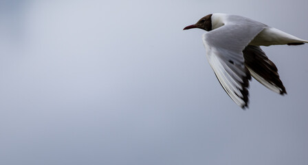 seagull in flight