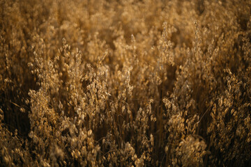 close up of grass