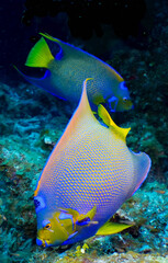 Queen Angelfish