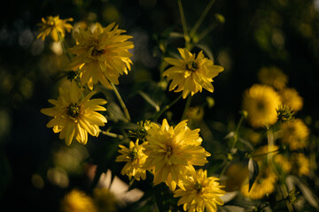 yellow flowers in the garden