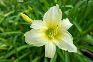 Obraz premium Hemerocallis lilioasphode with its stamens and pistil