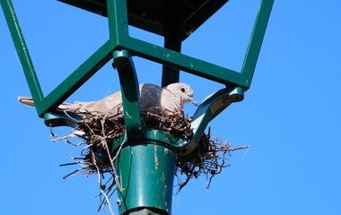 Squattage r&eacute;verb&egrave;re oiseau