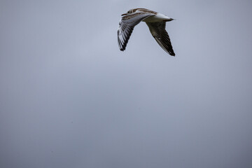 seagull in flight