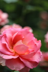 pink rose close up