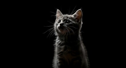 Fototapeta premium Adorable Grey Tabby Kitten Looking Upwards