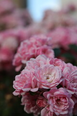 pink roses in a garden