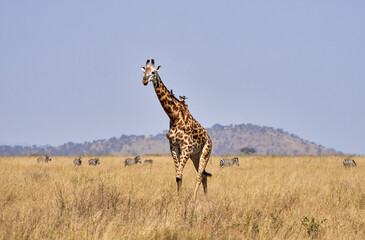 Giraffe with Oxpeckers and Zebras on the Serengeti Plains, Tanzania