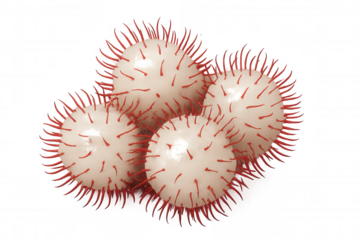 Scientific 3d rendering depicting five red-spiked viruses, representing pathogenic microorganisms against transparent backdrop